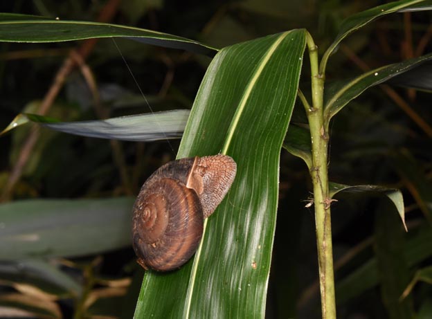 ササの葉の上のギュリキマイマイの写真