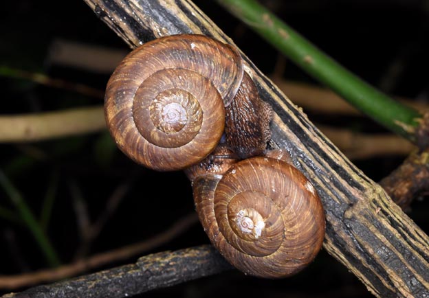 交尾中のギュリキマイマイの写真