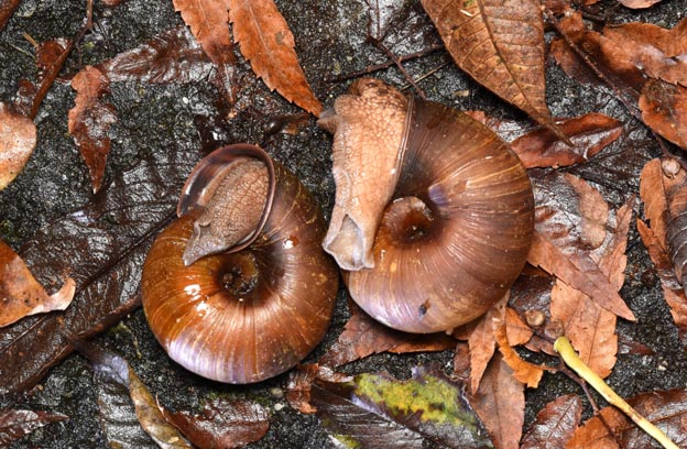 ギュリキマイマイの特徴の写真