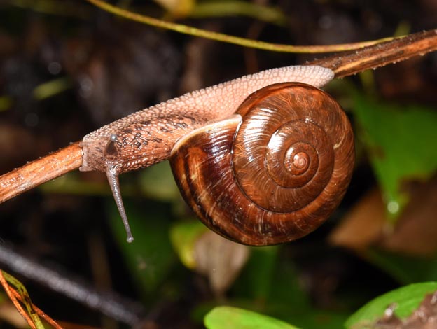 ギュリキマイマイの写真