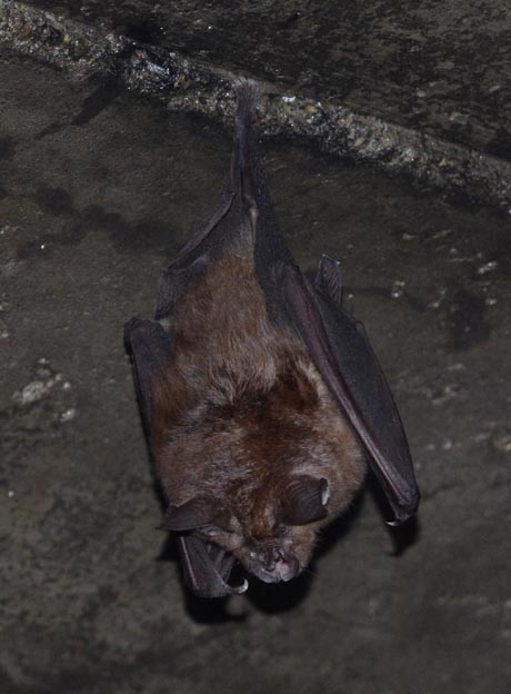 キクガシラコウモリの写真