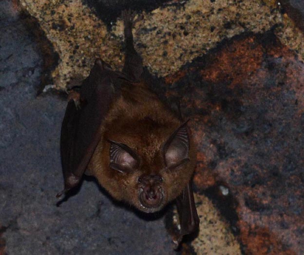 キクガシラコウモリの写真