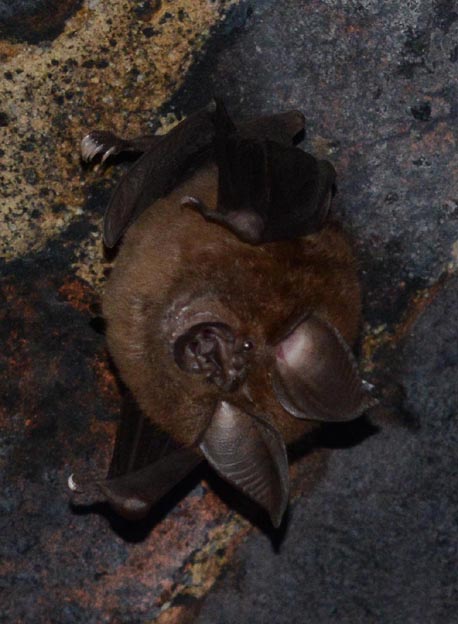 キクガシラコウモリの写真