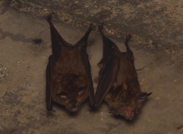 キクガシラコウモリの写真