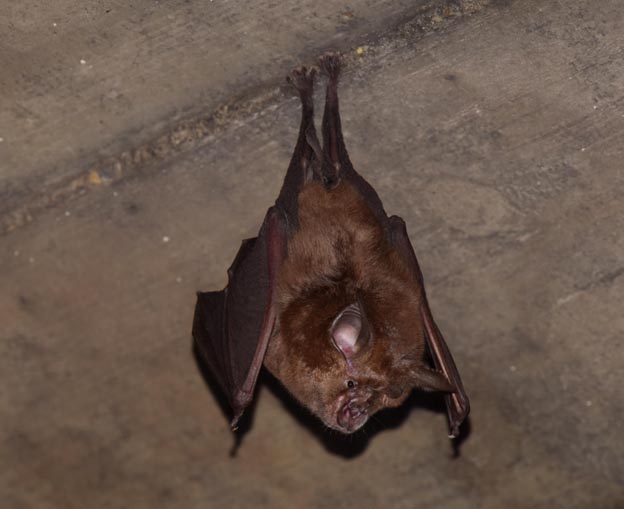 キクガシラコウモリの写真