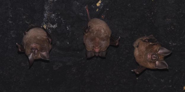 キクガシラコウモリの写真