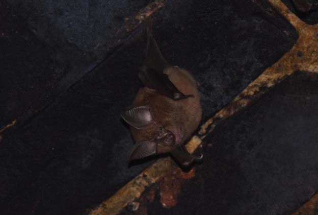 キクガシラコウモリの写真