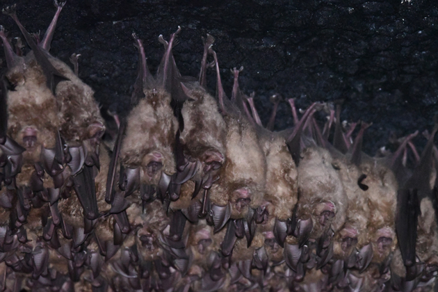 キクガシラコウモリの集団越冬の写真