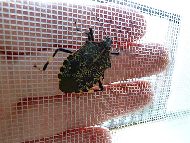 秋のキマダラカミキリ