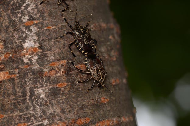 交尾をするキマダラカメムシ