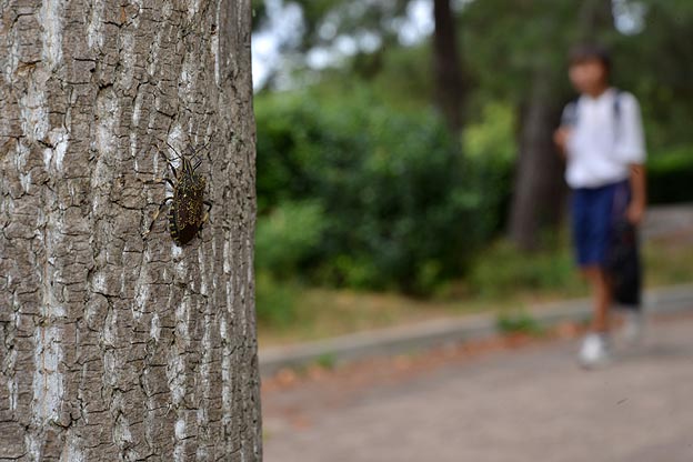 ユリノキの幹にいるキマダラカメムシの成虫