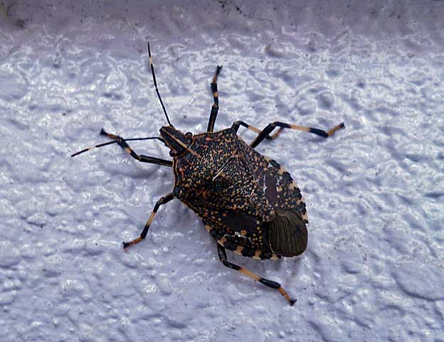 多くみられるようになってきたキマダラカメムシ