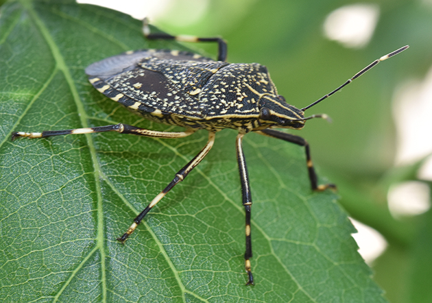 キマダラカメムシの写真