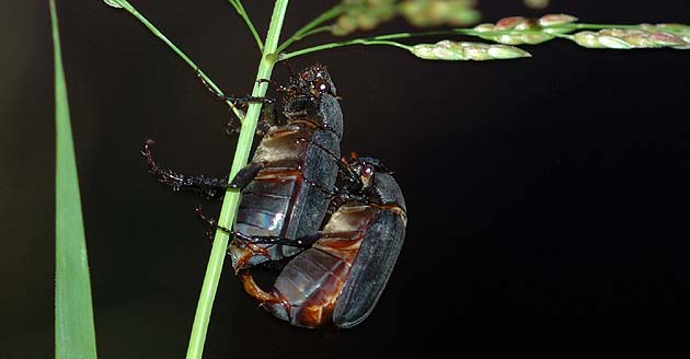 交尾中のオオクロコガネ