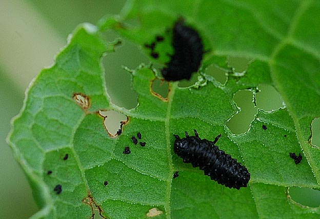 コガタルリハムシの幼虫