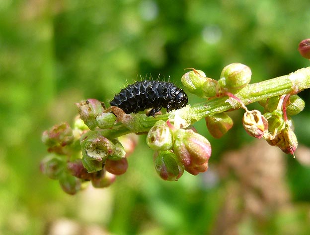 スイバの花を食べるコガタルリハムシ