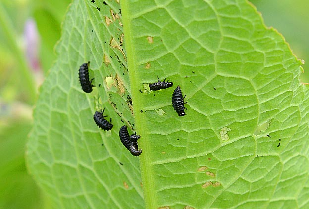 ギシギシの葉にいるコガタルリハムシの幼虫