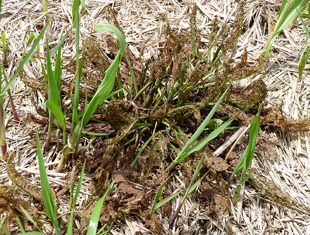 コガタルリハムシに食べつくされたギシギシ