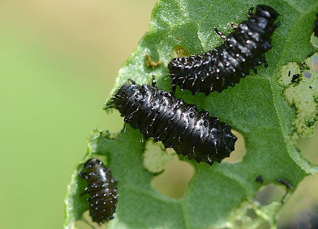 コガタルリハムシの幼虫の写真