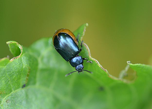 コガタルリハムシのメスの成虫
