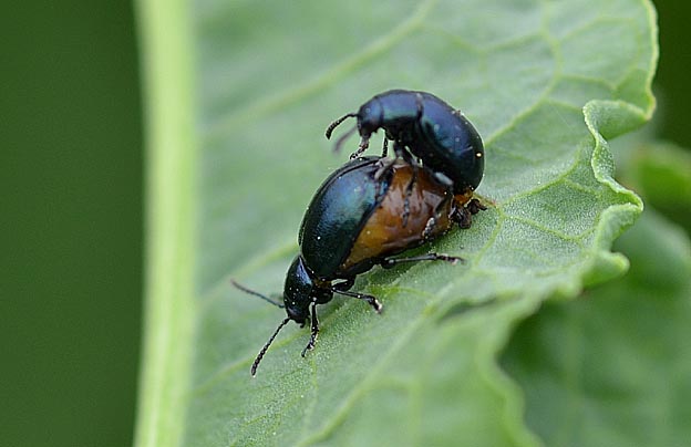 コガタルリハムシの交尾