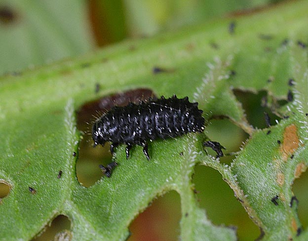 コガタルリハムシの幼虫の写真