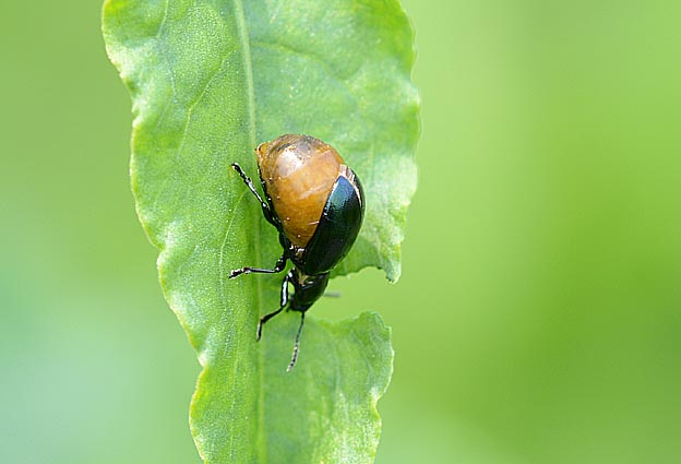ギシギシの葉を食べるコガタルリハムシのメス