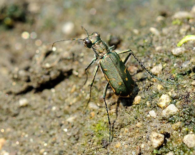 コハンミョウの写真