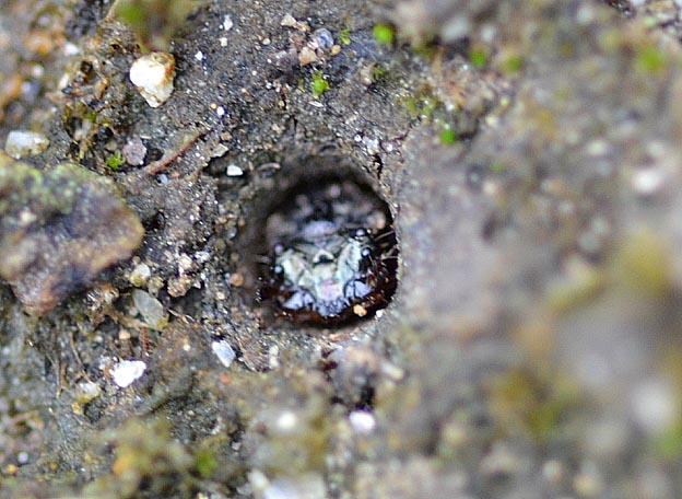 コハンミョウの幼虫