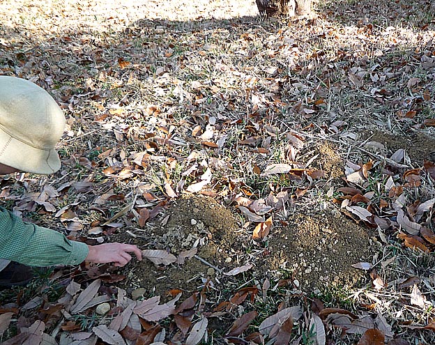 もぐら塚の写真