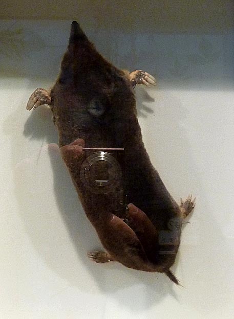 コウベモグラの剥製