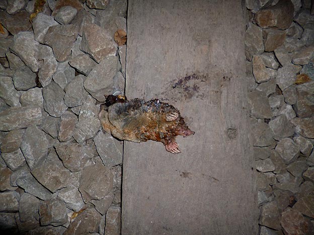 コウベモグラの死骸