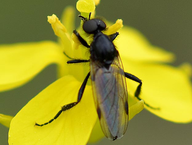 クロアシボソケバエのオス