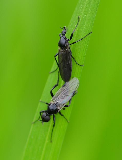 交尾中のクロアシボソケバエ