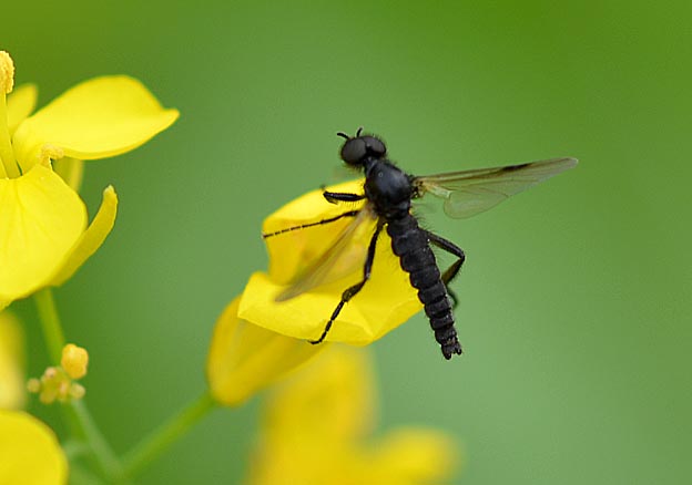 飛び立つクロアシボソケバエのオス