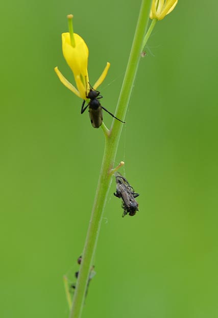 クモの巣にかかったクロアシボソケバエ