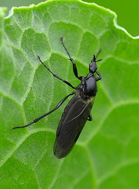 クロアシボソケバエの写真