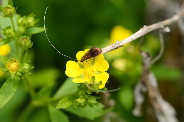 クロハネシロヒゲナガの写真