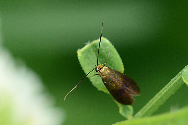 クロハネシロヒゲナガのメス