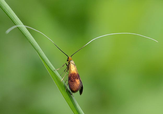 クロハネシロヒゲナガの写真