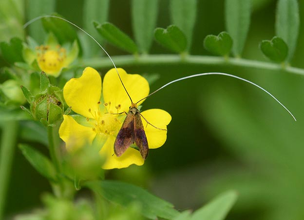クロハネシロヒゲナガの写真