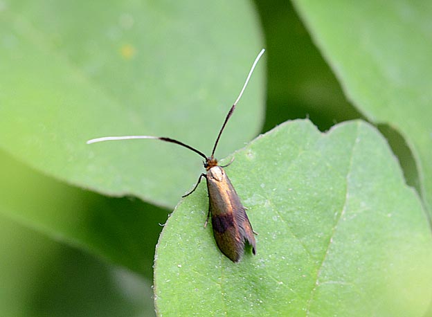 クロハネシロヒゲナガのメス