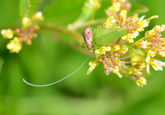 猪名川河川敷のクロハネシロヒゲナガ