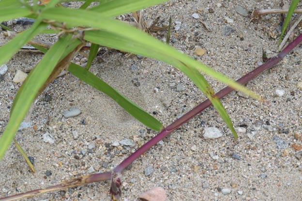 アリジゴクのすり鉢状の巣の写真