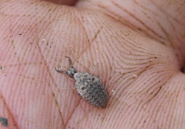 小さな河原のアリジゴクの写真