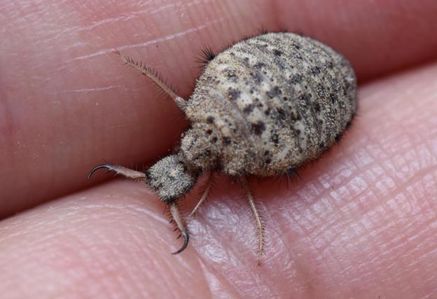 終齢になった河原のアリジゴクの写真