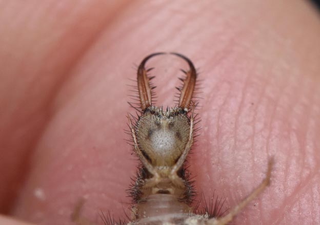 クロコウスバカゲロウの頭部下側の模様の写真