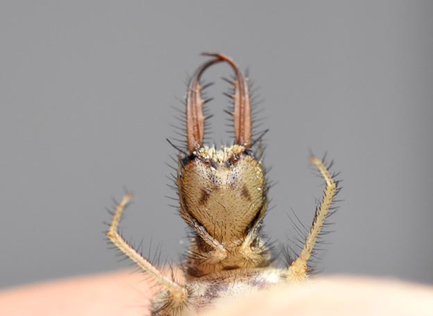 クロコウスバカゲロウの頭部下の模様の写真