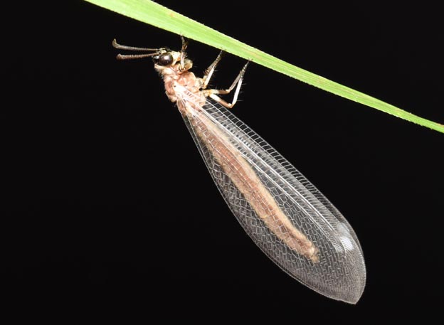 羽化後間もないクロコウスバカゲロウの写真