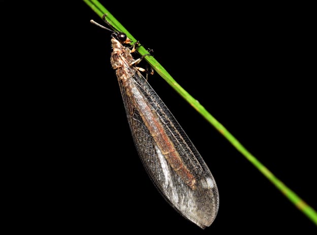 クロコウスバカゲロウの写真